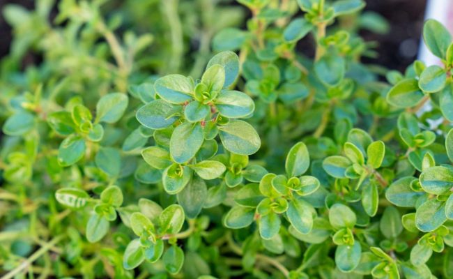 thyme